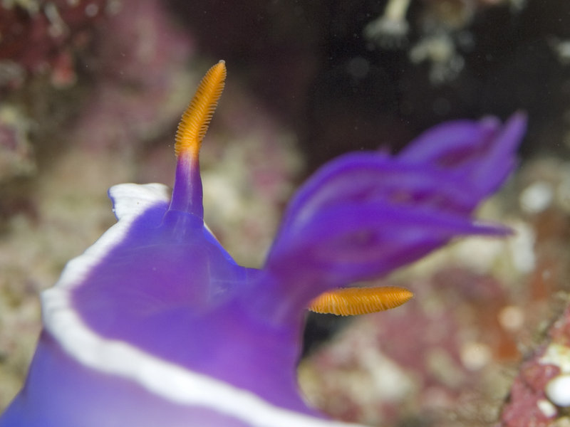 Nudibranch, Sibuan